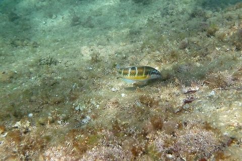 Thalassoma Pavo  Geotagged,Ornate wrasse,Spain,Summer,Thalassoma pavo