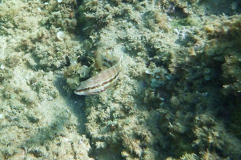 Serranus Cabrilla  Geotagged,Serranus cabrilla,Spain,Summer