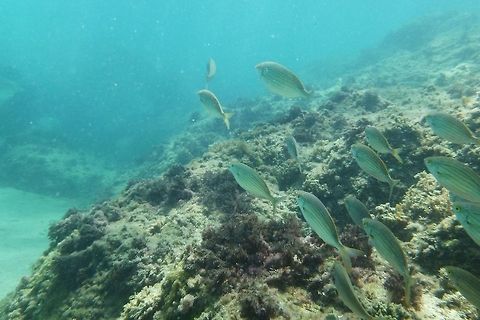 Sarpa Salpa  Geotagged,Salema porgy,Sarpa salpa,Spain,Summer