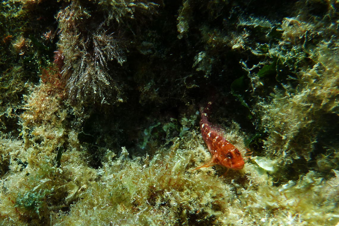Zvonimir's blenny  Geotagged,Parablennius zvonimiri,Spain,Summer,Zvonimir's blenny