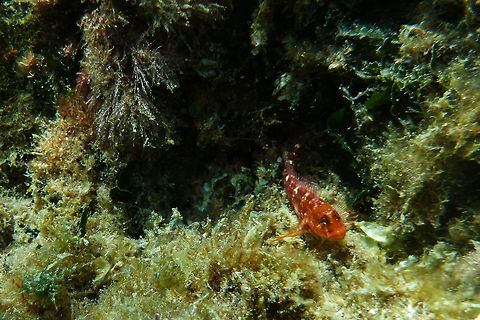 Zvonimir's blenny  Geotagged,Parablennius zvonimiri,Spain,Summer,Zvonimir's blenny