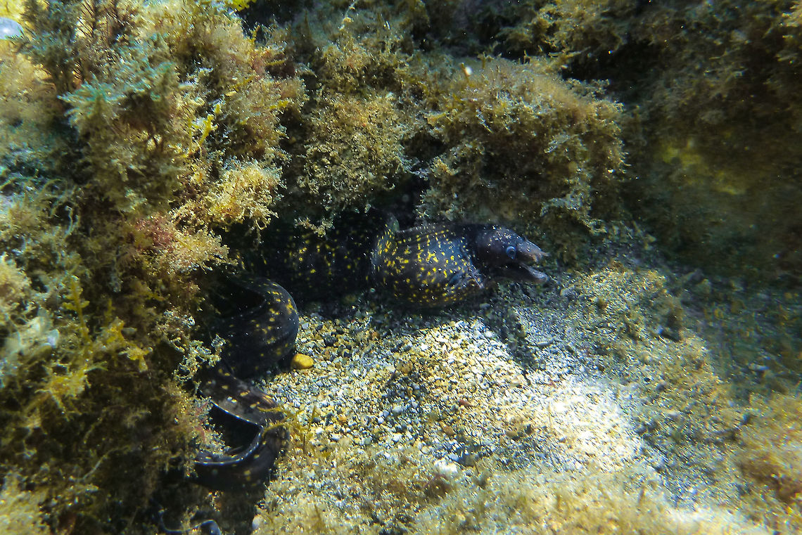 Muraena helena  Geotagged,Mediterranean moray,Muraena helena,Spain,Summer