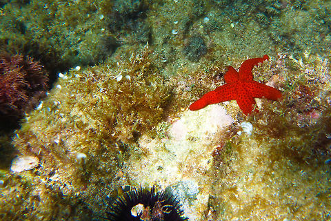 Estrella de mar  Echinaster sepositus,Geotagged,Spain,Summer