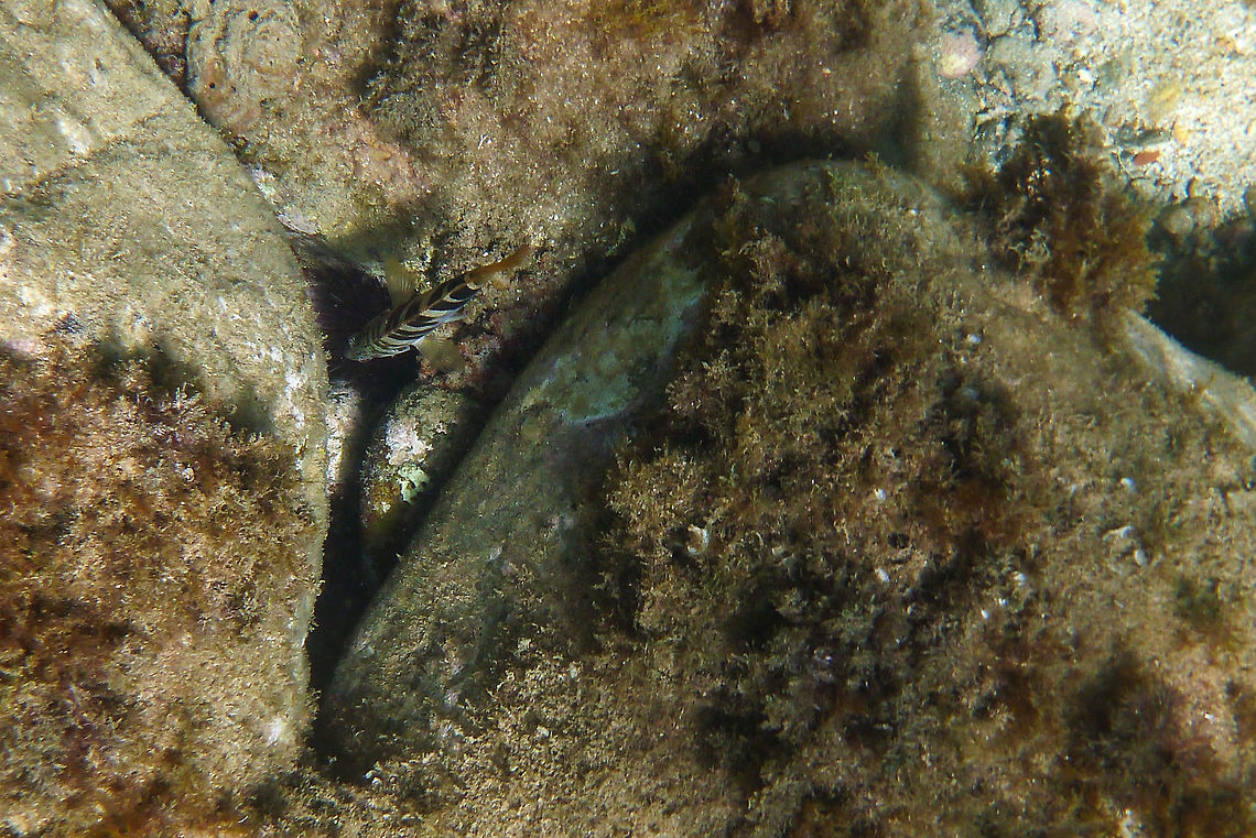 Serranus scriba  Geotagged,Painted comber,Serranus scriba,Spain,Summer