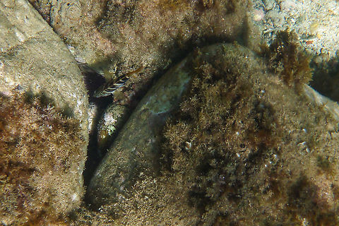 Serranus scriba  Geotagged,Painted comber,Serranus scriba,Spain,Summer