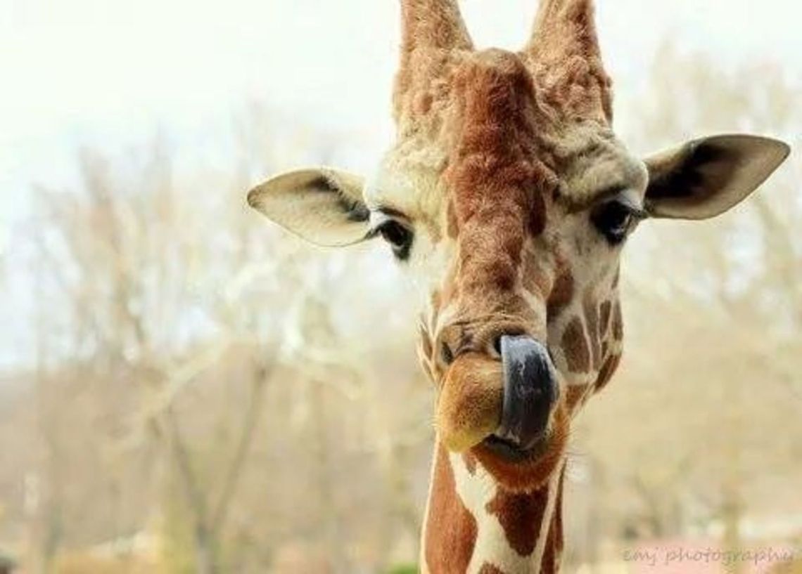 Giraffe licking nose giraffe Giraffa camelopardalis,Giraffe