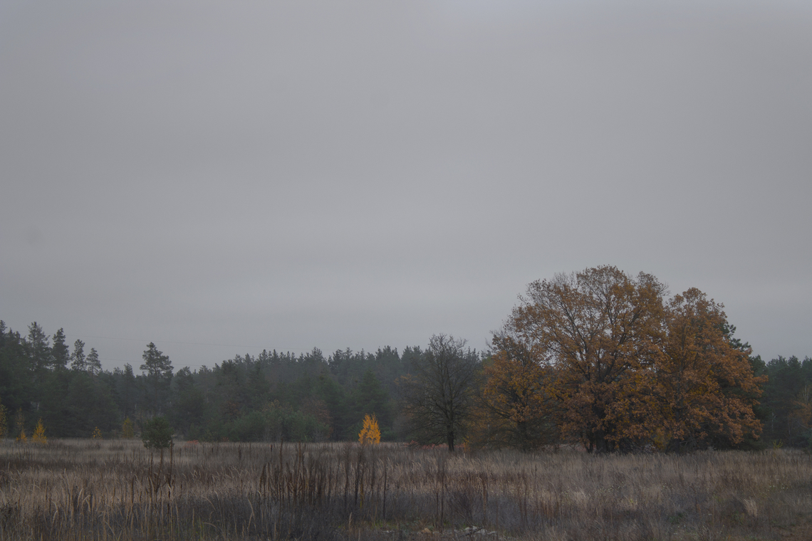 Autumn. October in the northern Kyiv region. Ukraine. Autumn in Ukraine is a very rich time of year, when withered leaves turn a variety of colors, mushroom season begins in the forest, and the incomparable moist aroma of wilted grass appears in the air. Fall,Geotagged,Quercus robur,Ukraine