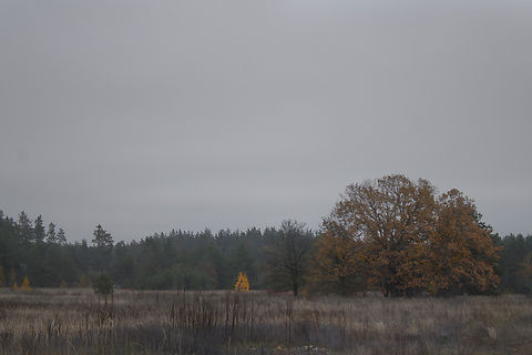 Autumn. October in the northern Kyiv region. Ukraine. Autumn in Ukraine is a very rich time of year, when withered leaves turn a variety of colors, mushroom season begins in the forest, and the incomparable moist aroma of wilted grass appears in the air. Fall,Geotagged,Quercus robur,Ukraine