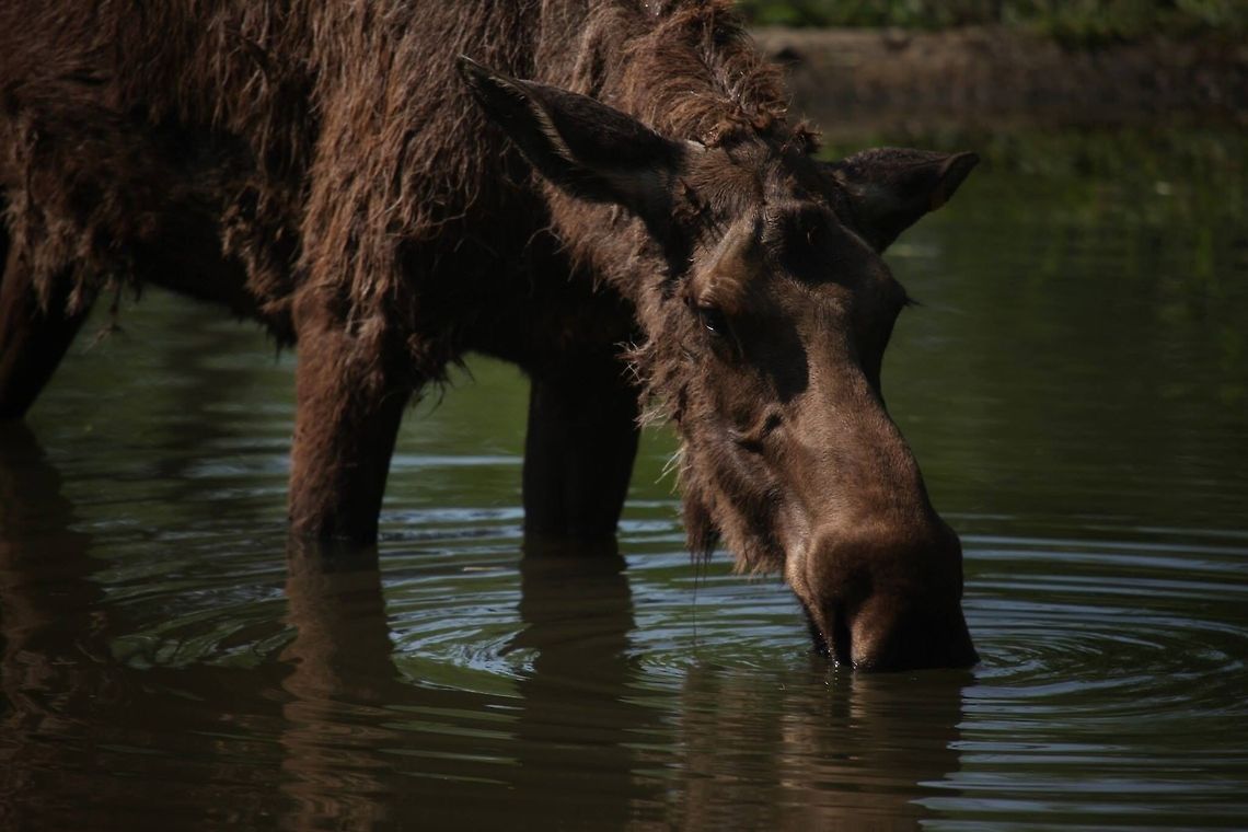 Cooling off A moose taking a break at Columbus Zoo, Ohio. Alces alces,Moose,zoo