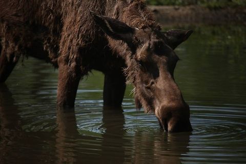 Cooling off A moose taking a break at Columbus Zoo, Ohio. Alces alces,Moose,zoo