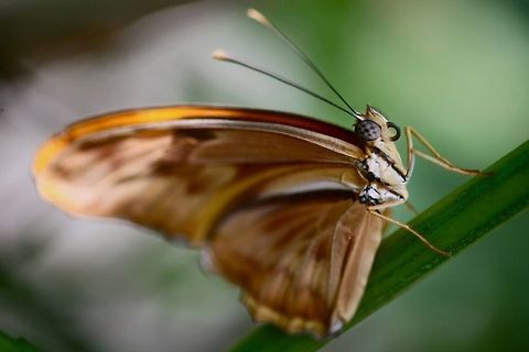 Julia butterfly Up close with a butterfly Dryas iulia,Julia Heliconian Butterfly,eyes,wings