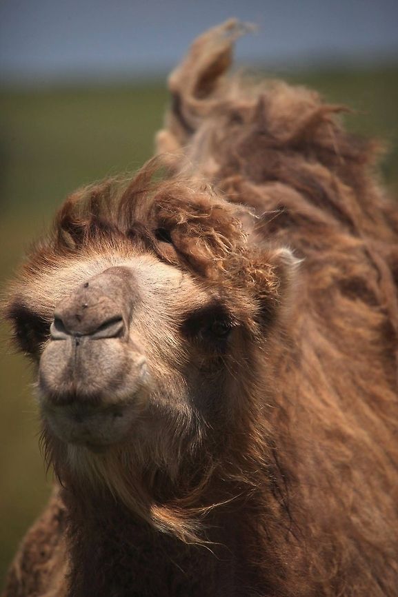 Camel Bactrian camel at The Wilds Conservation Center. Bactrian camel,Camelus bactrianus,zoo
