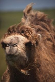 Camel Bactrian camel at The Wilds Conservation Center. Bactrian camel,Camelus bactrianus,zoo