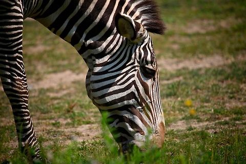 Zebra Zebra grazing, photo was taken at Franklin Zoo, just outside of Boston, MA. Equus grevyi,Grévys zebra,Zebra,zoo