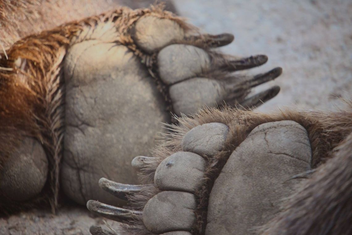 Give me a hand Two brown bears were sleeping next to each other, The paws were just amazing to see so close. Columbus Zoo in Ohio. Brown Bear,Grizzly bear,Ursus arctos,zoo