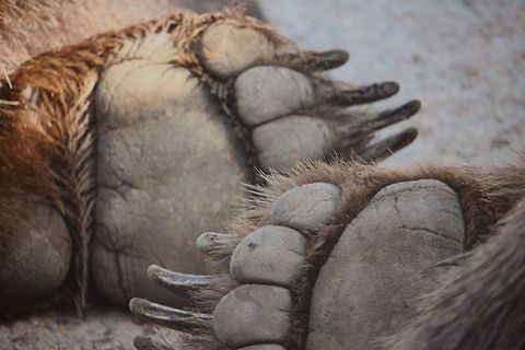Give me a hand Two brown bears were sleeping next to each other, The paws were just amazing to see so close. Columbus Zoo in Ohio. Brown Bear,Grizzly bear,Ursus arctos,zoo