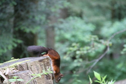 Red Squirrel in Black Forest, Germany Looks like he is ready to jump off and eat that yummy nut Geotagged,Germany,Red Squirrel,Sciurus vulgaris