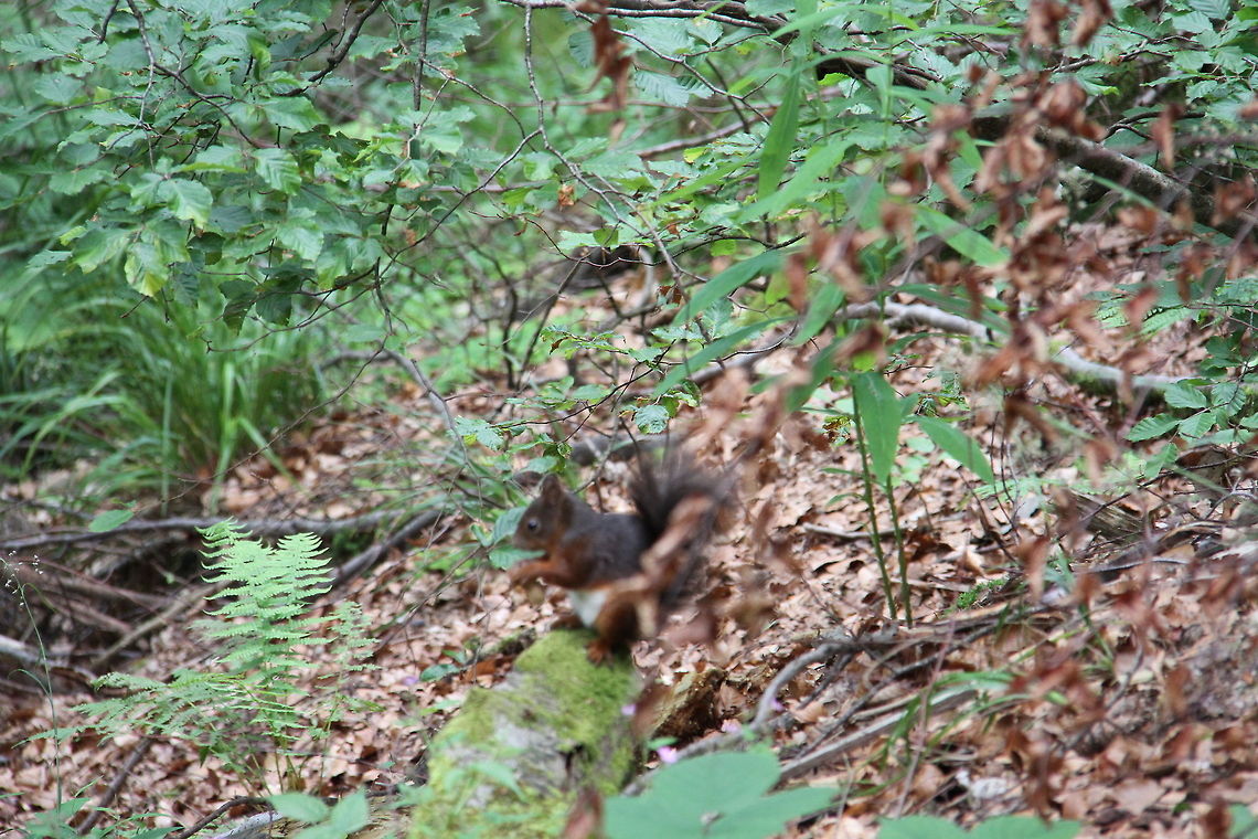 Red Squirrel snacking Same squirrel now having his lunch Geotagged,Germany,Red Squirrel,Sciurus vulgaris