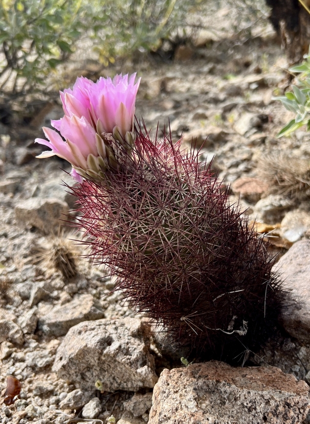 Acu&ntilde;a cactus - Echinomastus erectocentrus var. acunensis Endemic to Sonoran Desert. On endangered species list since 2013.  Thus I do not post the geotag. Acu&ntilde;a Cactus,Echinomastus erectocentrus