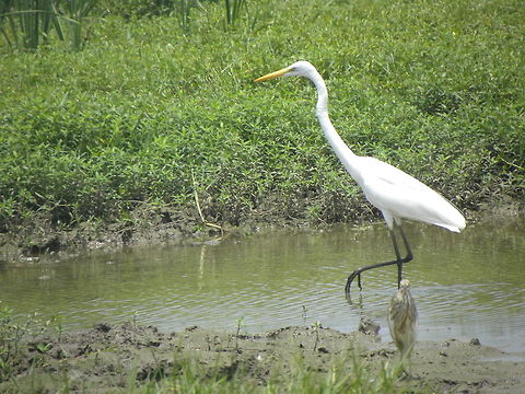 White Egret Egret in Sri Lanka Ardea alba,great egret