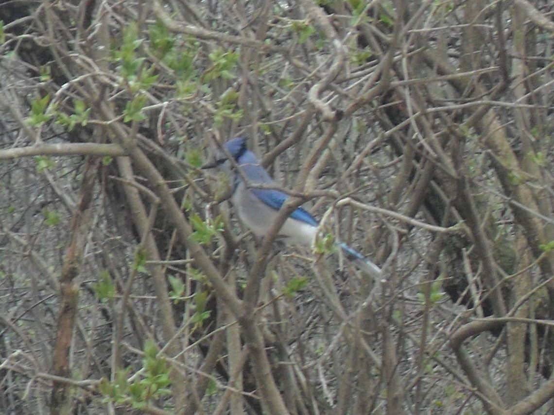 Blue Jay in bushes  Blue jay,Cyanocitta cristata