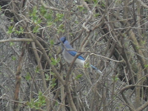 Blue Jay in bushes  Blue jay,Cyanocitta cristata