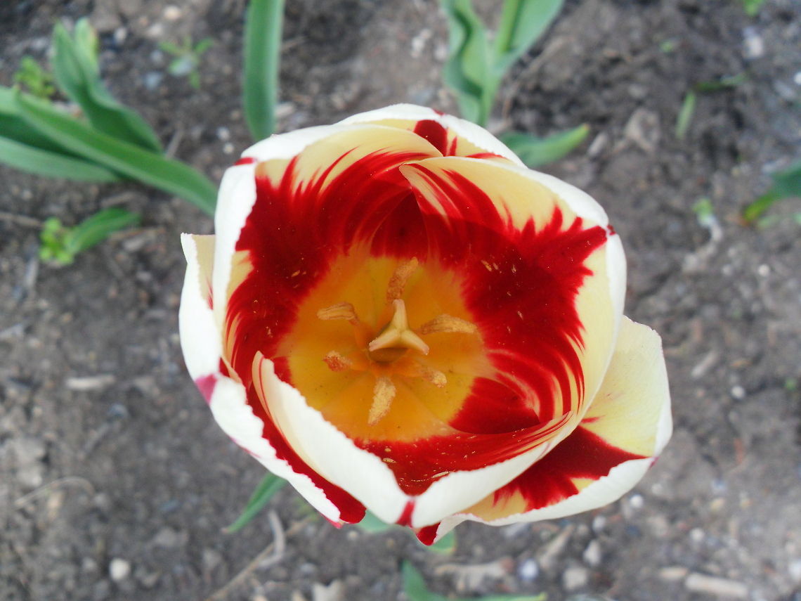 Tulip A very nice look at a tulip taken at tulip festival in ottawa Tulip