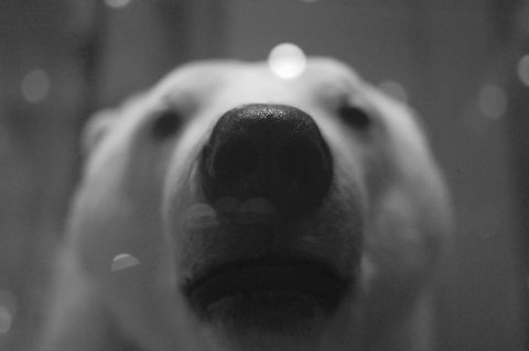 Polar Bear  Polar Bear,Ursus maritimus