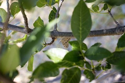 butterfly_2  Asterocampa celtis