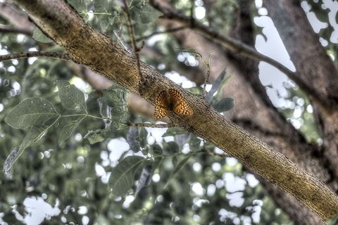 butterfly_1  Asterocampa clyton