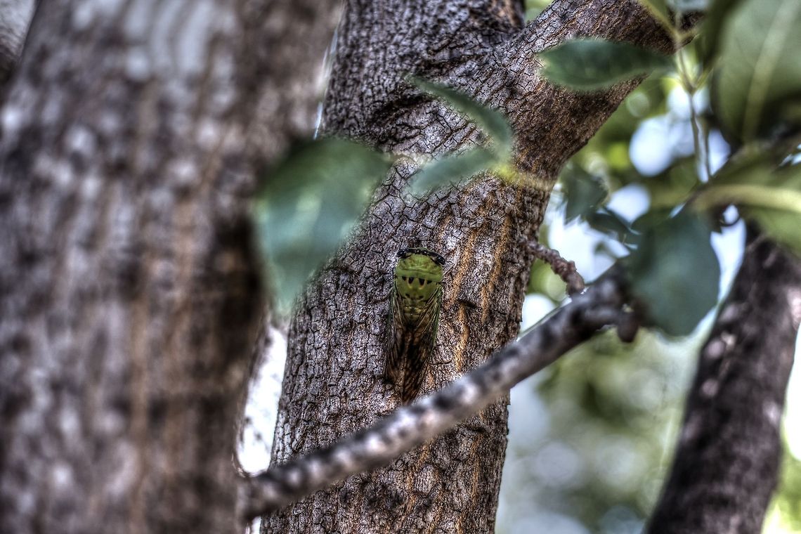 Superb dog-day cicada  Superb dog-day cicada,Tibicen superbus