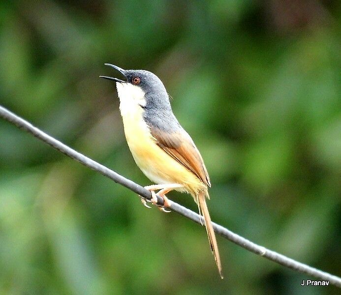 Ashy Prinia July 2012<br />
Pune. Ashy Prinia,Prinia socialis