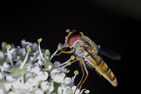 Kiss Shot of a beautiful Episyphus balteatus feeding on a some nectar/pollen. Episyrphus balteatus,Geotagged,Marmalade Hoverfly,United Kingdom