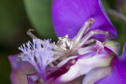 Spider Crab  Thomisus onustus