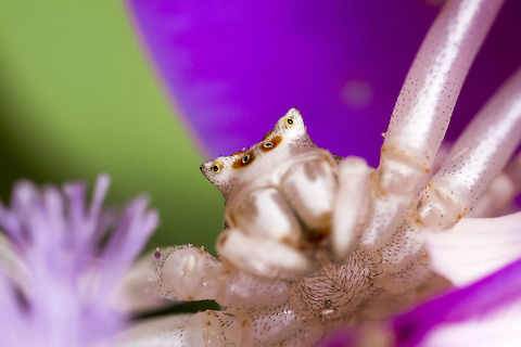 Spider Crab  Geotagged,Greece,Thomisus onustus