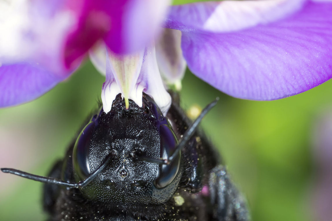 Bumble Bee  Black Bumble Bee,Corfu,Geotagged,Greece,Macro,buble bee