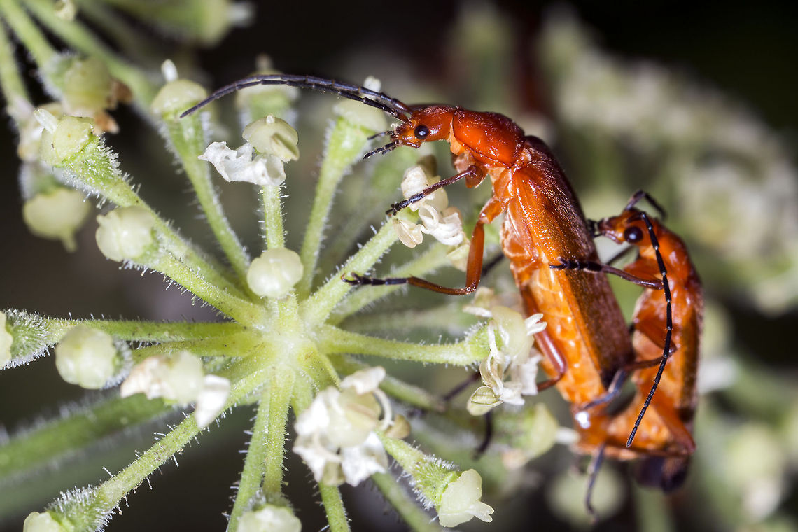Ridem!  Common red soldier beetle,Geotagged,Macro,Rhagonycha fulva,United Kingdom
