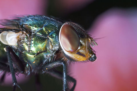 Fly Eye  Common green bottle fly,Geotagged,Lucilia sericata,Macro,United Kingdom