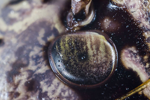 Bush Cricket Eye X5 Dark bush-cricket,Geotagged,Greece,Macro,Pholidoptera griseoaptera,bush-cricket