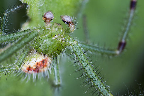 Spider  Green Spider,Macro,Spider