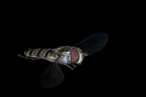 Hovering  Episyrphus balteatus,Geotagged,Marmalade Hoverfly,United Kingdom