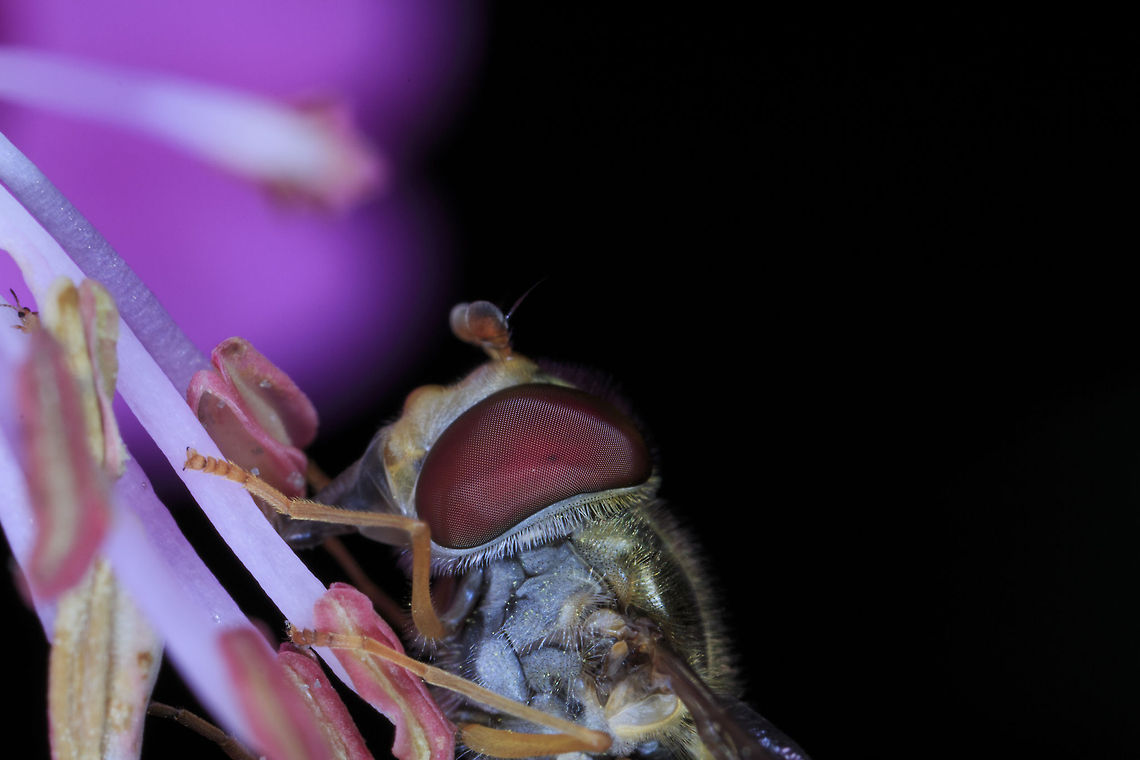 Hover Fly Feeding First person to spot the bomb gets some free coins! Episyrphus balteatus,Geotagged,Marmalade Hoverfly,Melangyna viridiceps,United Kingdom