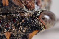 Cicadas The name is a direct derivation of the Latin cicada, meaning "tree cricket". There is no word of proper English, or indeed Germanic, etymology for the insect. In ancient Greek, it was called a tettix, and in modern Greek tzitzikas&mdash;both names being onomatopoeic. <br />
<br />
You can see the 3 simple eyes in the middle of the head, these are called ocelli. The word ocelli is derived from the Latin word ocellus and means little eye. The ocelli are simple eyes that are use to orientate themselves towards the sun. Located in a triangular shape are two dorsal ocelli and one central ocelli. Cicadas,Geotagged,Greece,ocelli