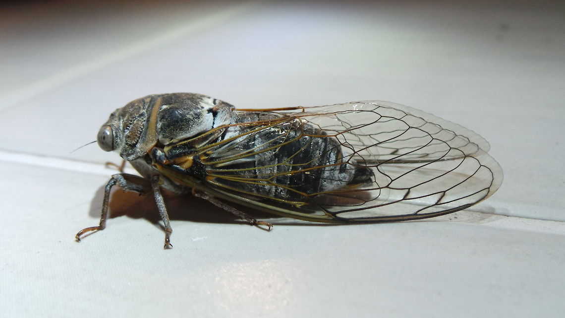 Cicada Unknown (Identification Image) This upload is to aid in identifying the subject. I do have some Macro images of the subject in my Gallery. <br />
This specimen is about 2inches long and about an inch in diameter. Tis huge! :) Cicada,Geotagged,Greece