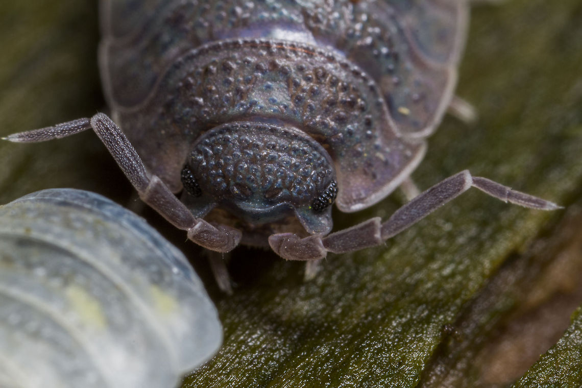 WoodLouse This specimen was sat next to what looked like a the first part of his molt. When woodlice molt, they first discard the rear part of their exoskeleton, then two to three days later, discard the front part. Geotagged,Porcellio scaber,Rough woodlouse,United Kingdom