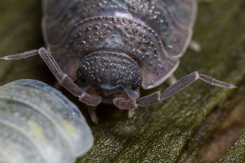 WoodLouse This specimen was sat next to what looked like a the first part of his molt. When woodlice molt, they first discard the rear part of their exoskeleton, then two to three days later, discard the front part. Geotagged,Porcellio scaber,Rough woodlouse,United Kingdom
