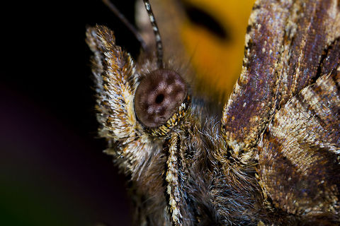 Meadow Brown Took me a while to get this shot. Worth it! Geotagged,Maniola jurtina,Meadow Brown,United Kingdom
