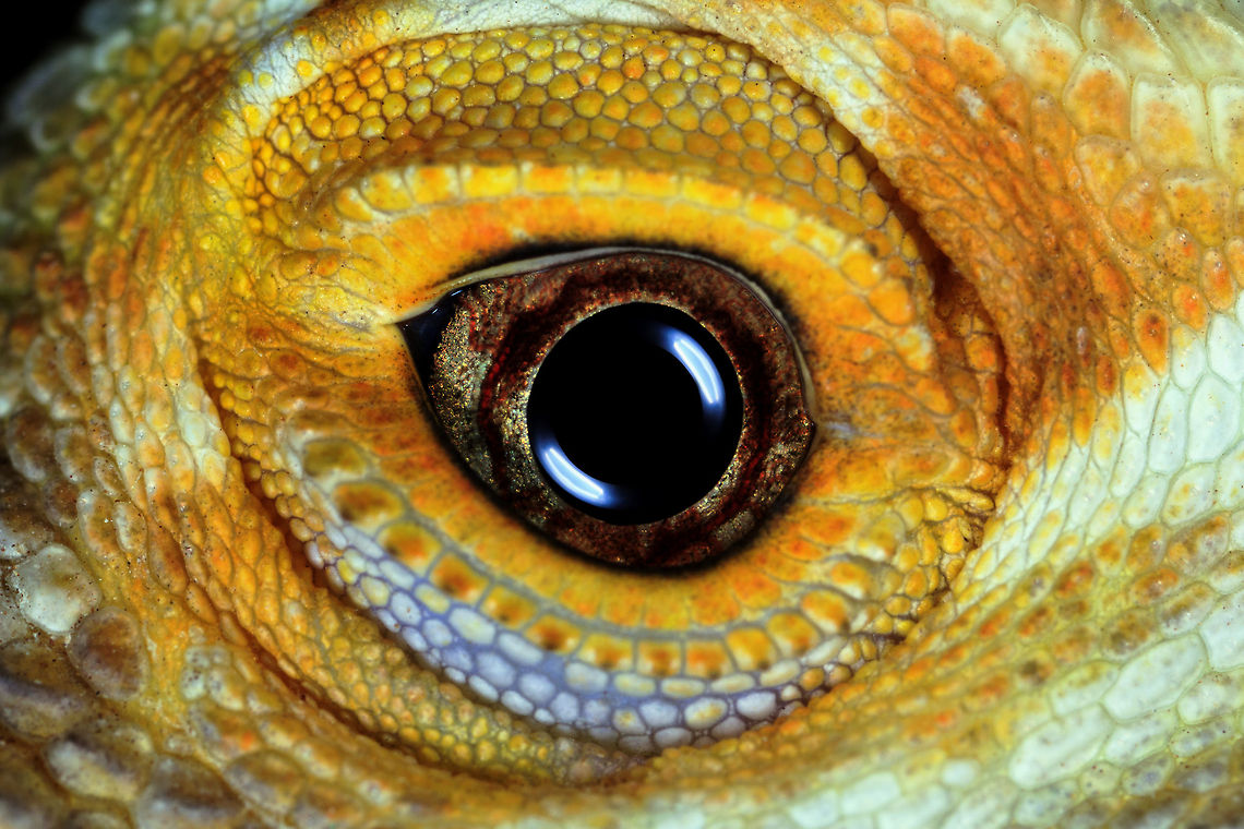 BeardedDragon  Central bearded dragon,Pogona vitticeps