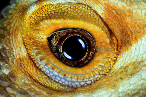 BeardedDragon  Central bearded dragon,Pogona vitticeps