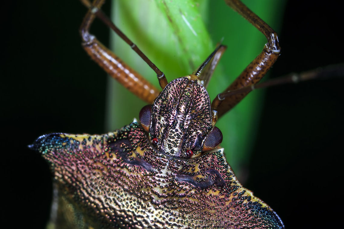 Knight The exoskeleton&#039;s colouring is beautiful on this lovely little bug (view it in full view). Forest bug,Geotagged,Parent bug,Pentatoma rufipes,United Kingdom